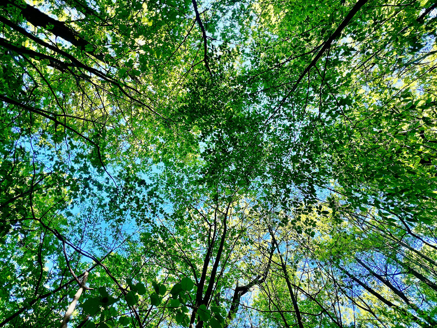 Výhody bydlení v blízkosti zeleně: proč se vyplatí mít park nebo les za domem?
